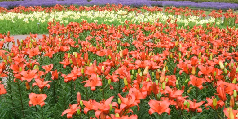 Hokkaido scenery