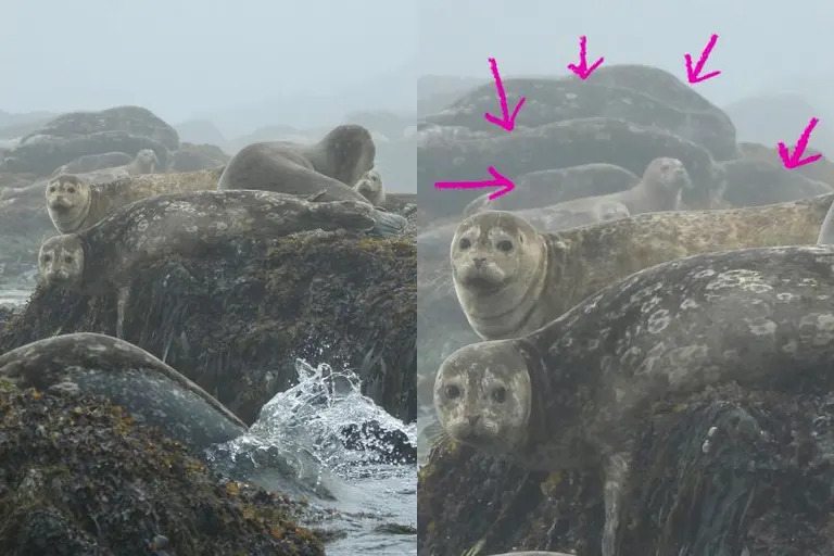 アザラシ