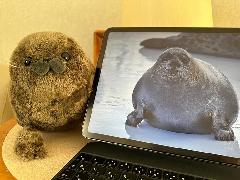 ましろ