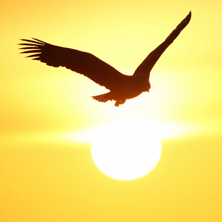 A white-tailed eagle
