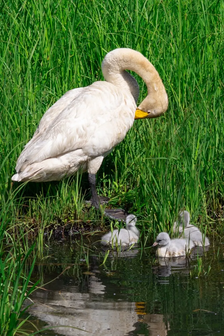 Swan