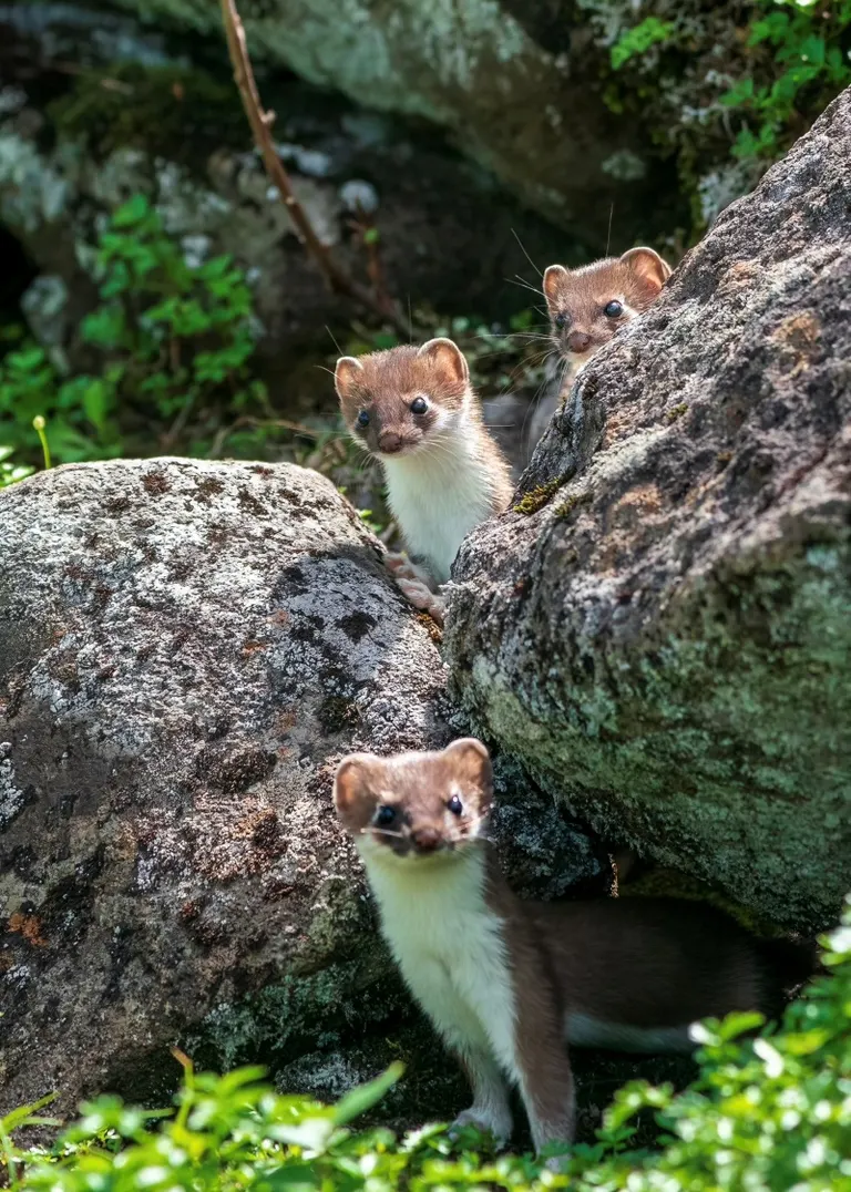 オコジョ