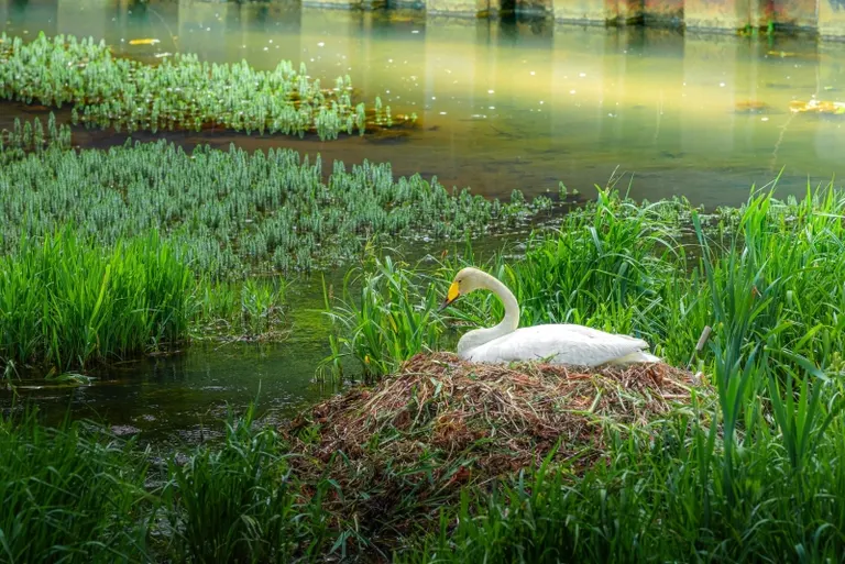 Swan