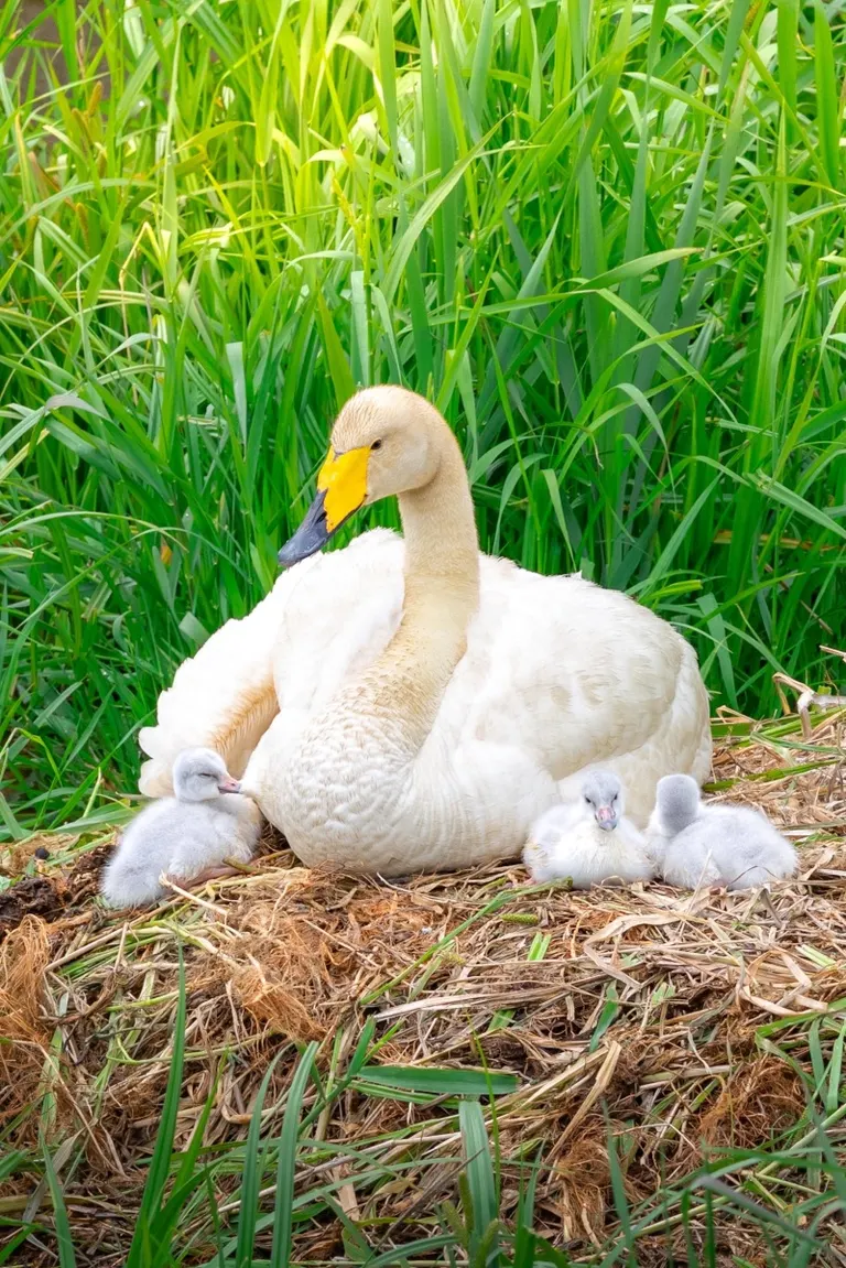 Swan