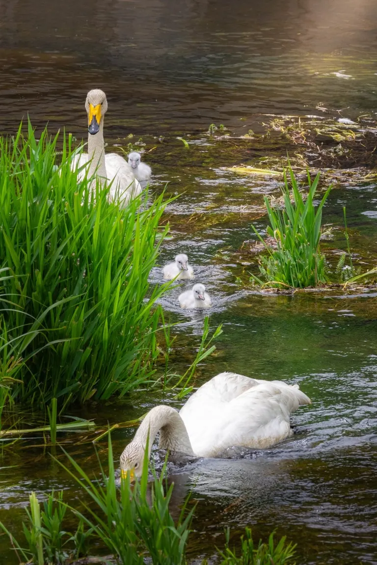 Swan