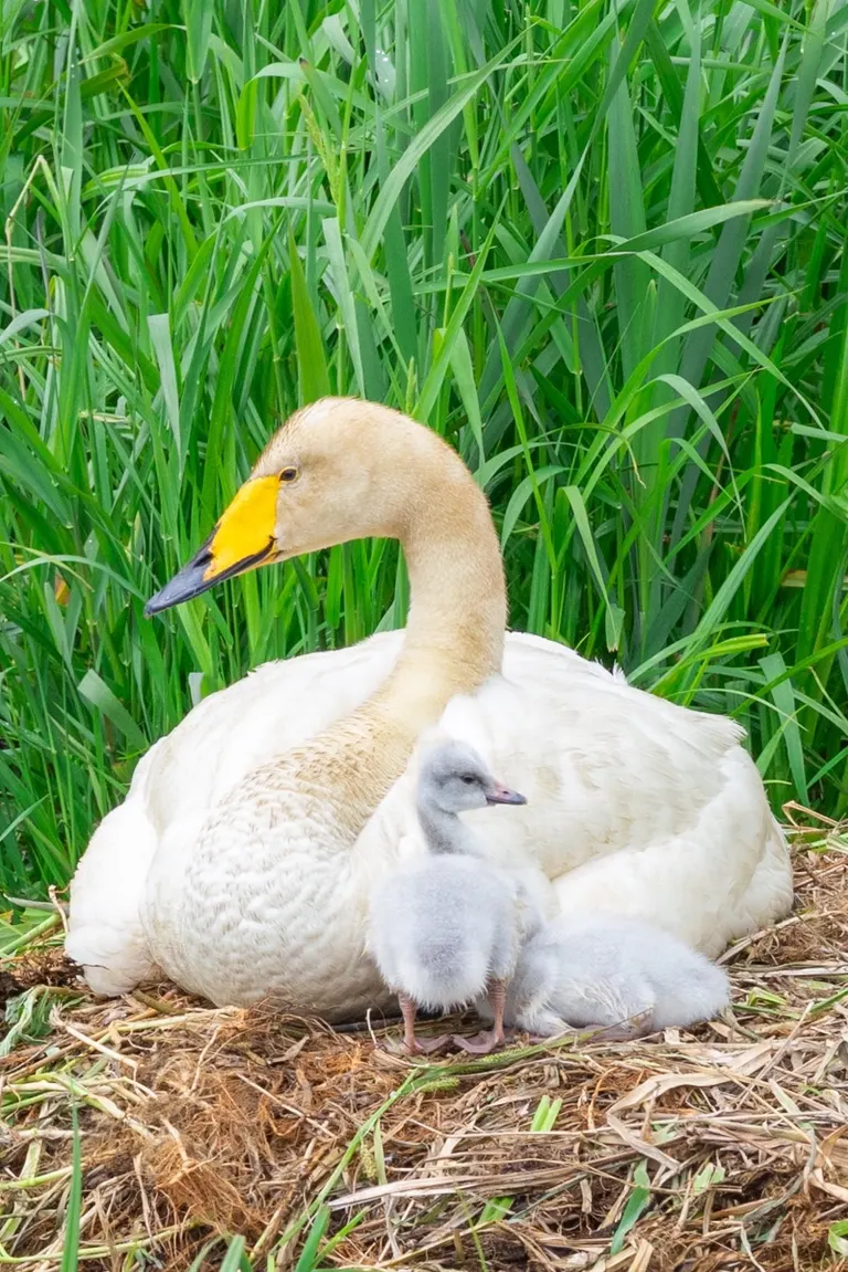 Swan