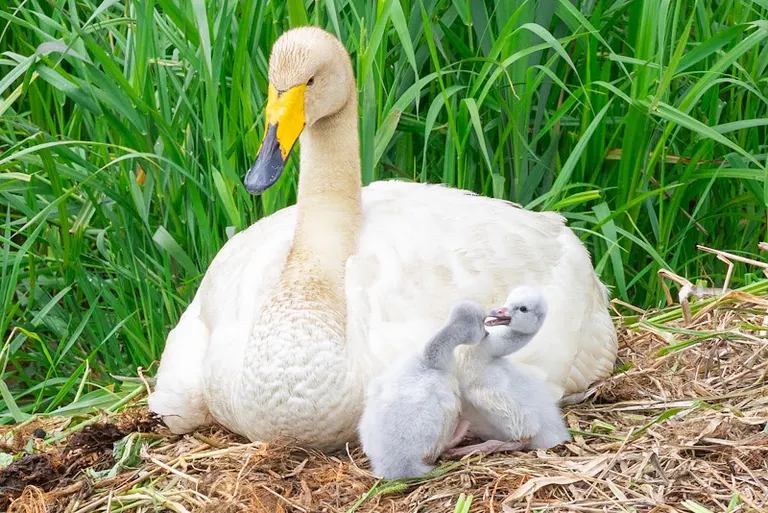 Swan