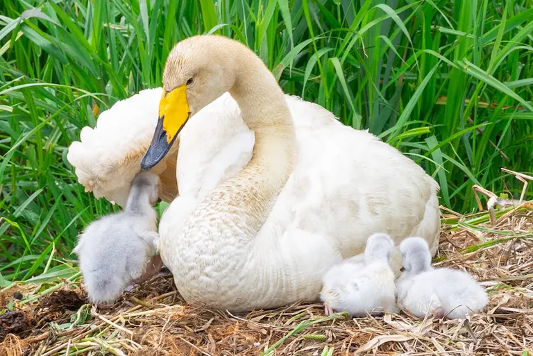 Swan