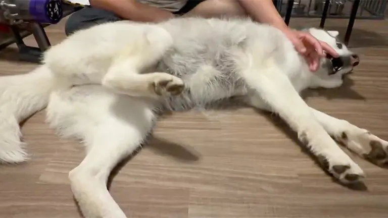 mui_husky 님의 게시물