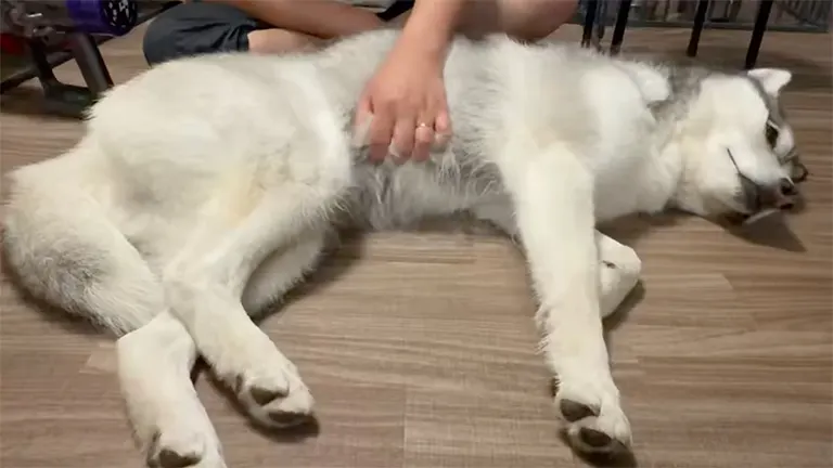 mui_husky 님의 게시물