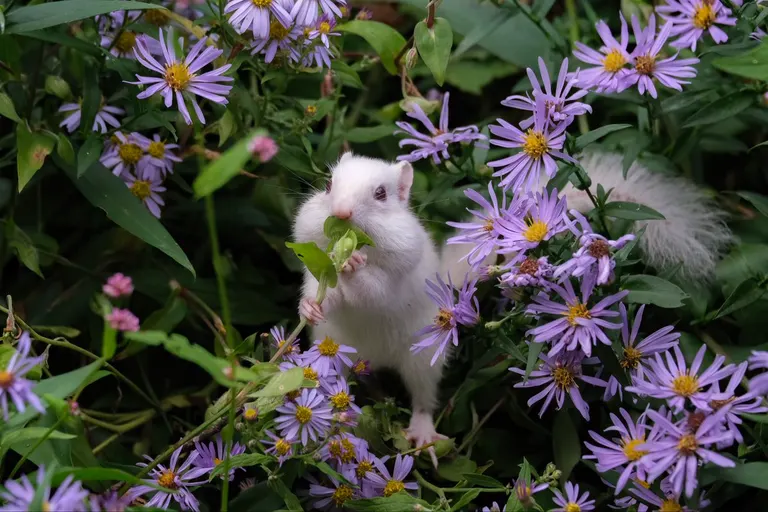 白いシマリス