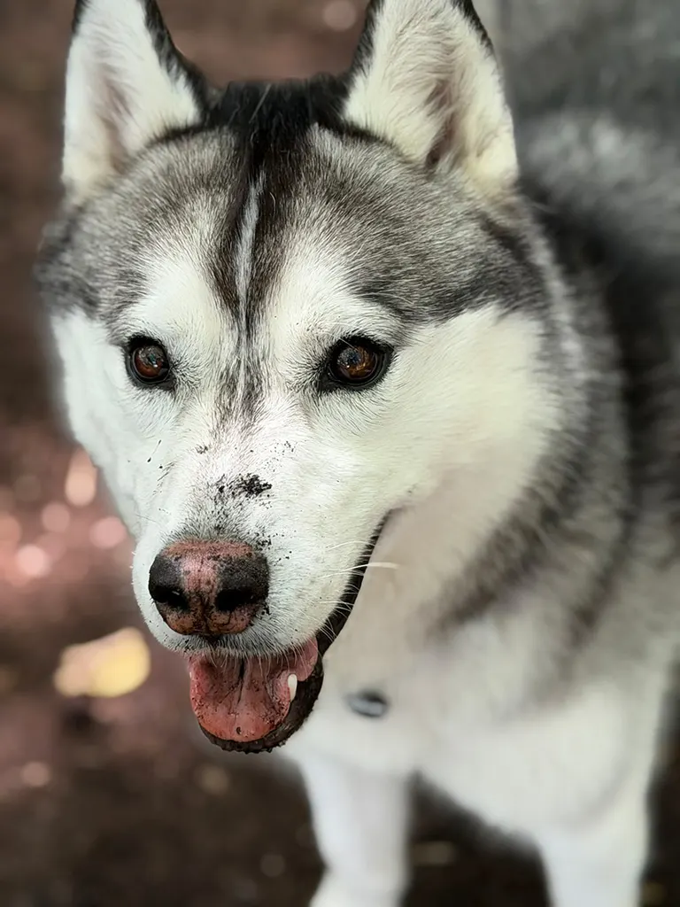 mui_husky 님의 게시물