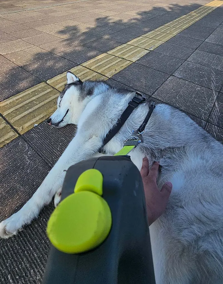 mui_husky 님의 게시물