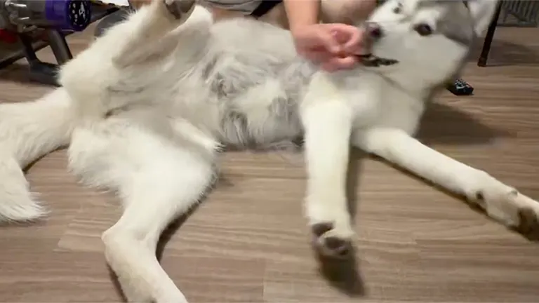 mui_husky 님의 게시물