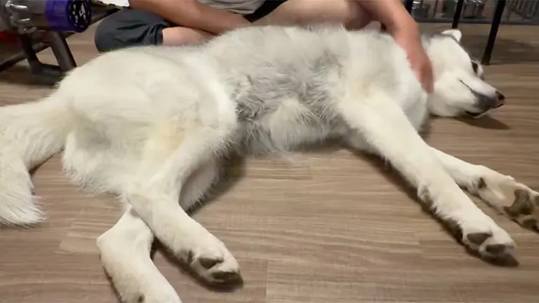 mui_husky 님의 게시물