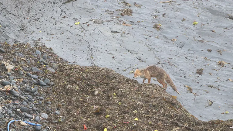degu_rsmsp 的貼文