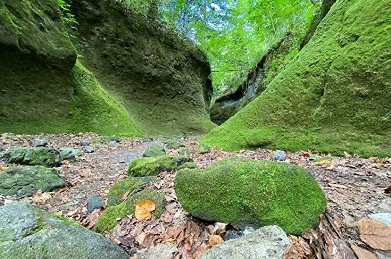 きれいな苔の谷へ行こう!「苔の回廊」探検Day(千歳市)| Domingo -ドミンゴ-