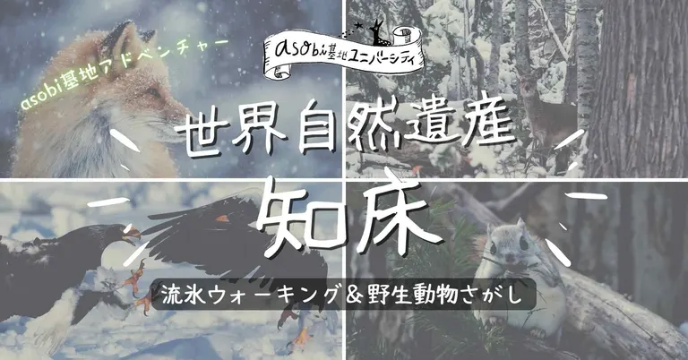 asobi基地アドベンチャー｜世界自然遺産・知床｜流氷ウォーキング＆野生動物探し｜北海道の「今」をお届け Domingo -ドミンゴ-