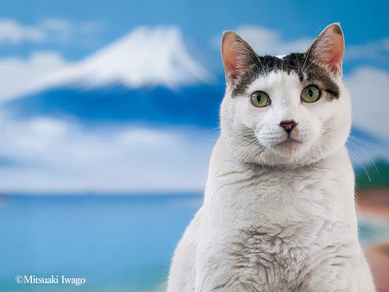 [札幌三越]写真展｢岩合光昭の日本ねこ歩き｣（札幌市）| Domingo -ドミンゴ-