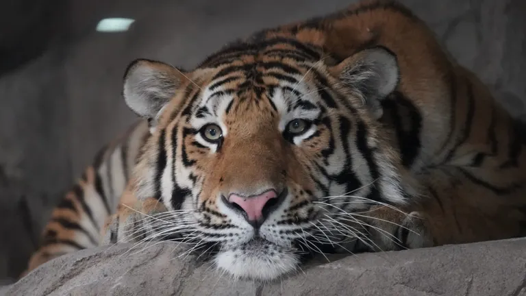 スポットタイトル