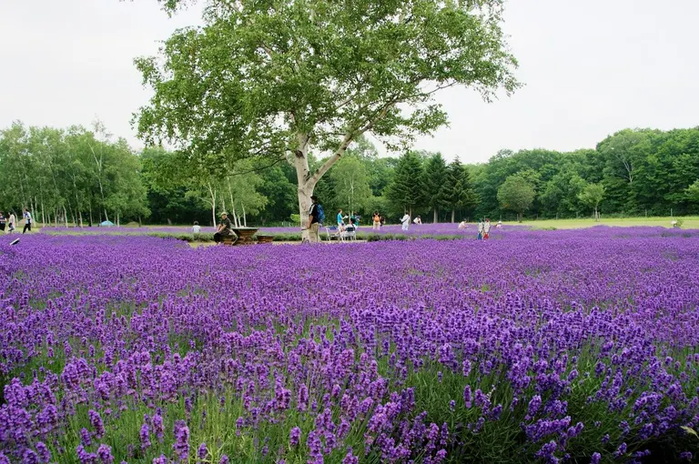 スポットタイトル