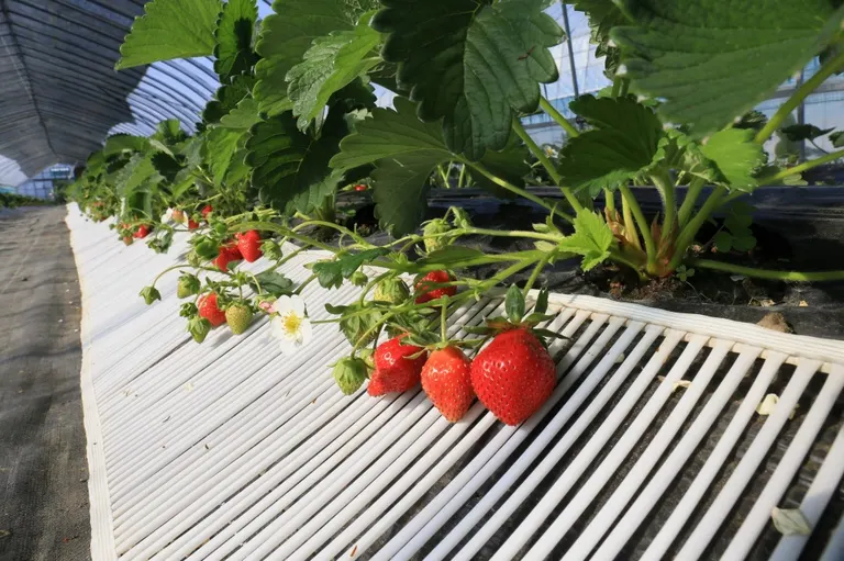 スポットタイトル