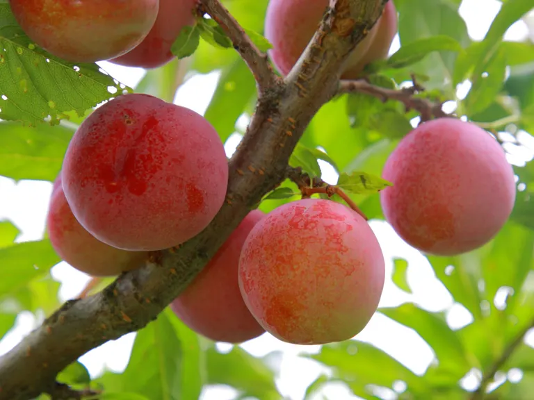 スポットタイトル