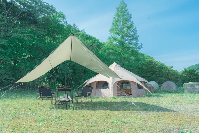 페코레라 학사