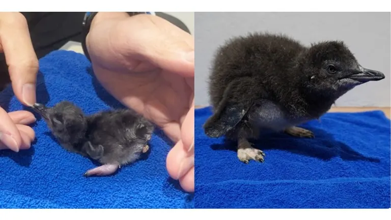 まだよちよち…だけどすくすく成長するフェアリーペンギンの雛を見守る