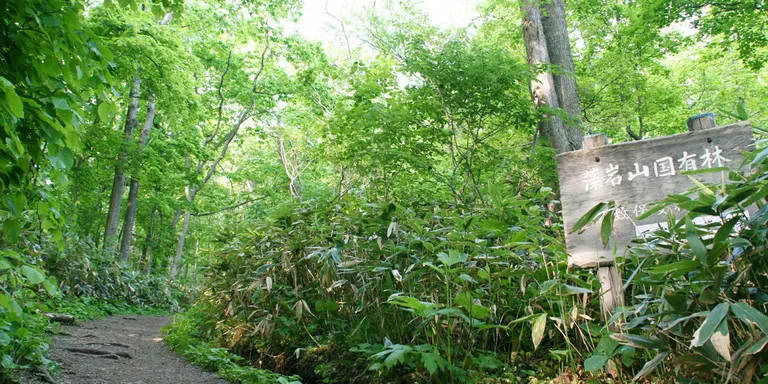 藻岩山・札幌もいわ山ロープウェイ（札幌市）| Domingo -ドミンゴ-