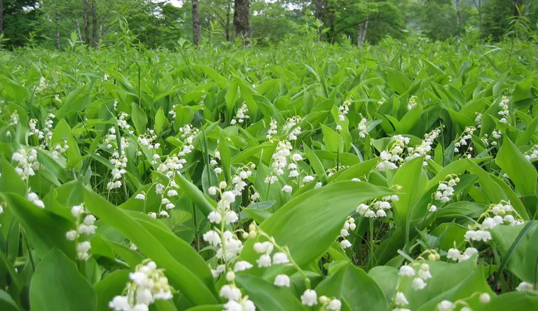 芽生すずらん群生地｜北海道の「今」をお届け Domingo -ドミンゴ-