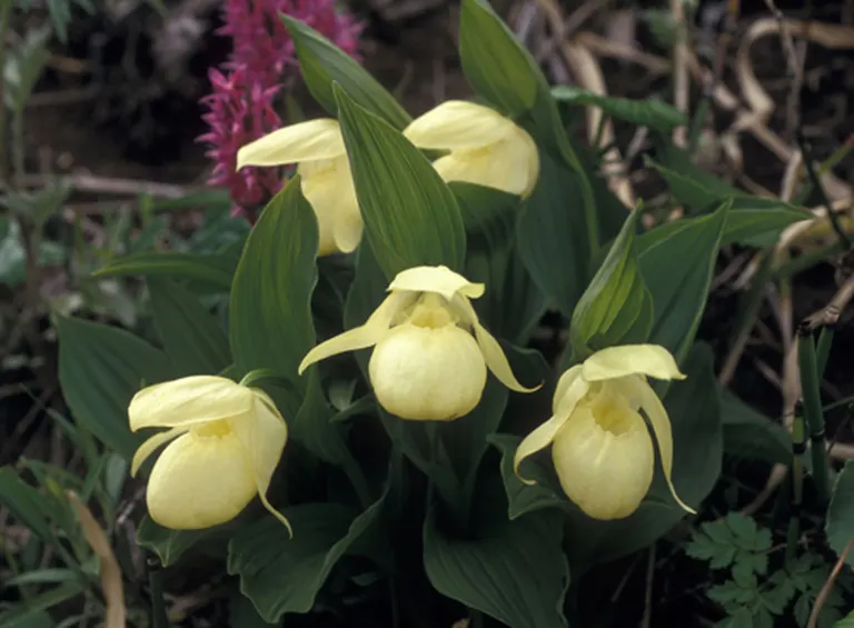 マ*ン様 アツモリソウ 礼文アツモリソウ レブンアツモリソウ