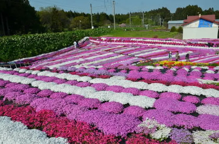 札苅村上芝桜園（木古内町）| Domingo -ドミンゴ-