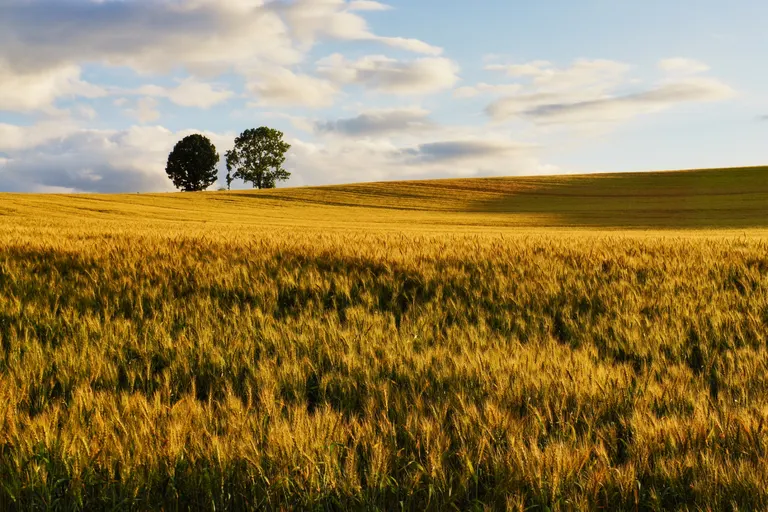 親子の木（美瑛町）| Domingo -ドミンゴ-