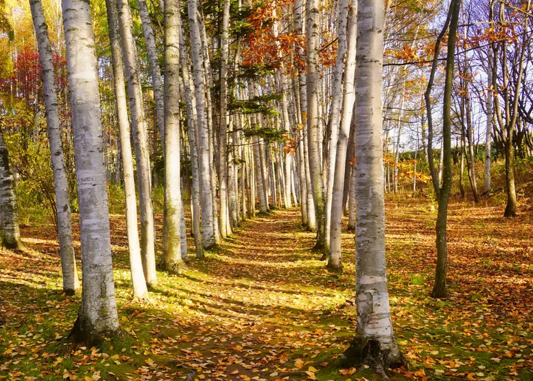 拓真館（美瑛町）| Domingo -ドミンゴ-