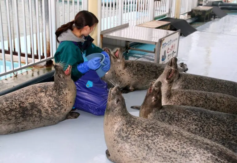 あざらし マラソンの新色は幻の？アザラシ♪ | パトリック【公式ブログ