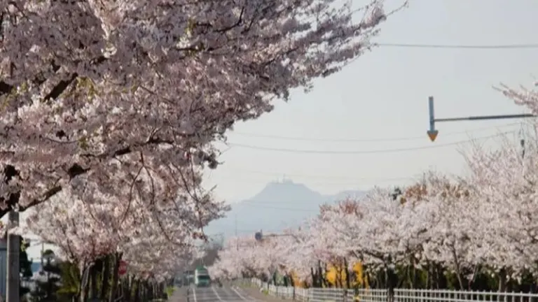 旺文社 - Sakura Cherry blossoms】 Harumeki-zakura in KANAGAWA. #4K​ #春めき