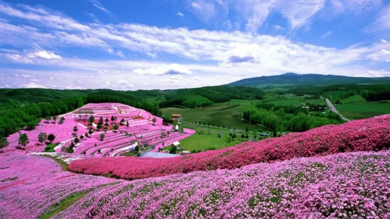 さくら草さま用　おまとめ2点　ピンクのお着物と王子様?の帯 ひがしもこと芝桜公園（大空町）| Domingo -ドミンゴ-