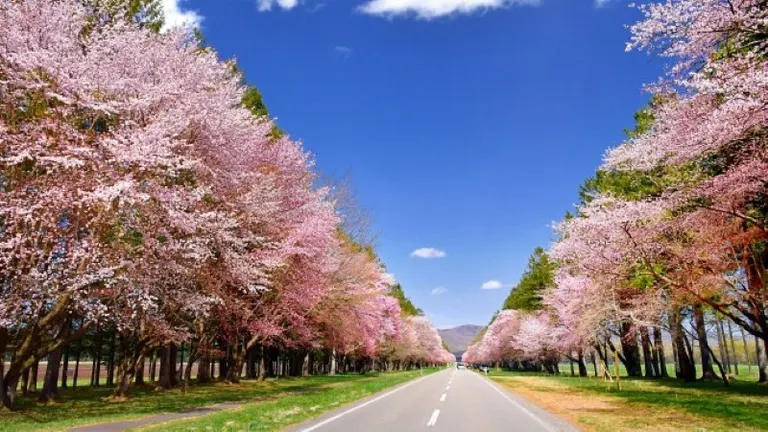 二十間道路桜並木（新ひだか町）| Domingo -ドミンゴ-