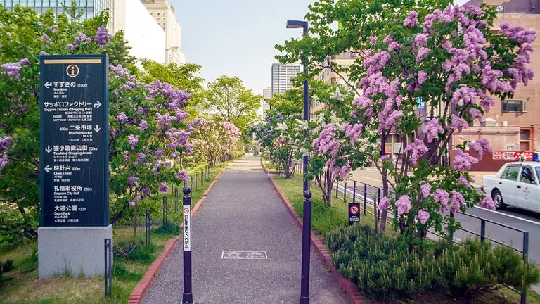 札幌中心地に花の穴場スポット！「創成川公園」を彩るライラックと