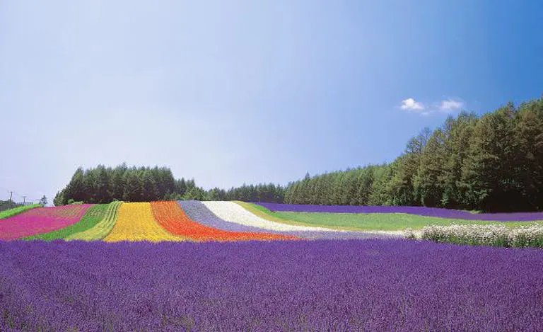 ★富良野・富田ファームの花畑・肉筆油彩画・F6キャンバス ☆富良野・富田ファームの花畑・肉筆油彩画・F6キャンバス