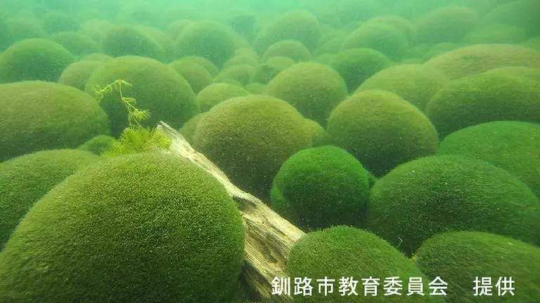 【サボ　愛称板】（表）まりも　MARIMO ○釧（裏）エルム ELM○釧 サボ 愛称板】（表）まりも MARIMO ○釧（裏）エルム ELM○釧