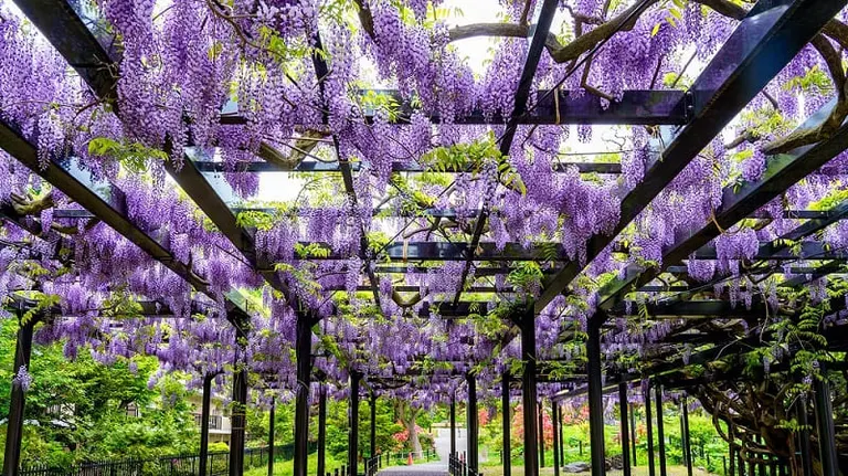 The Overwhelming Beauty of Sapporo's 