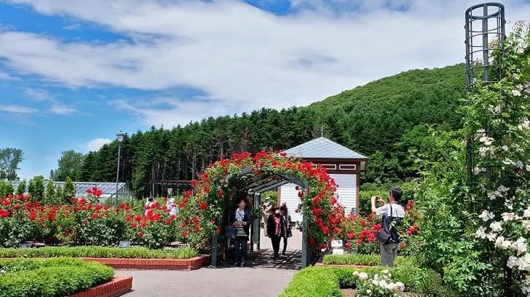 バラが咲き誇る魅惑の花園！「いわみざわ公園」バラ園の魅力をご紹介