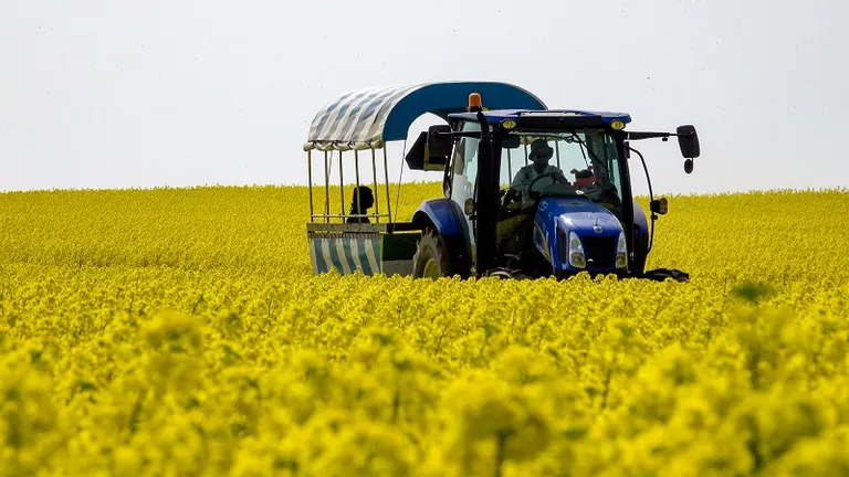 一面黄色に染まる超絶景！北海道安平町の菜の花畑楽しみ方ガイド｜Domingo