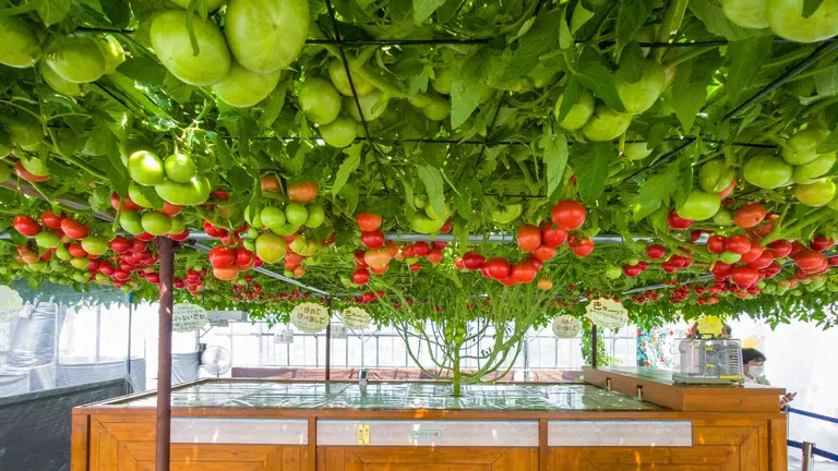 子どもとSDGsも学べる！エコロジーテーマガーデン「えこりん村」の魅力