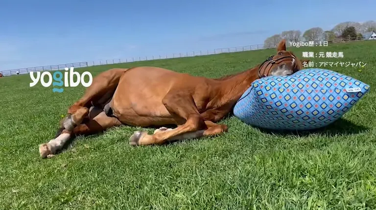 ヨギボーマックス　ヨギボー限定品　馬モチーフ　馬グッズ 馬もダメにする心地よさ？Yogiboの新CMに名馬アドマイヤジャパンが