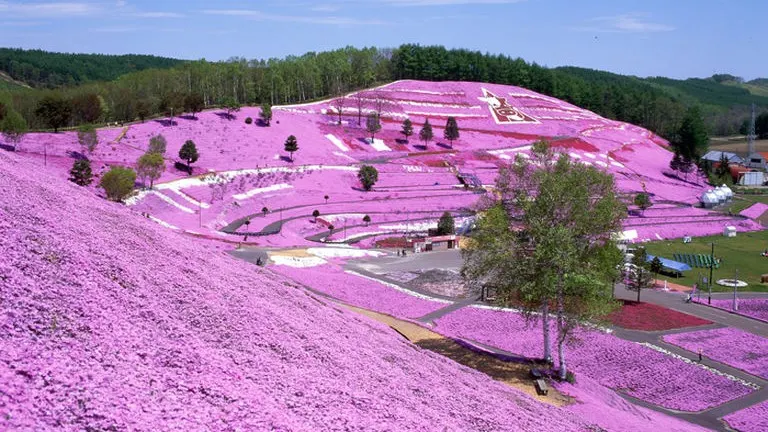 2025年版】桜特集番外編・おすすめ芝桜スポット5選！忘れちゃいけない