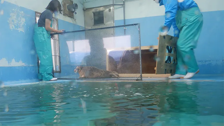海遊館からお引越ししたアザラシのミゾレに用意された“搭乗チケット