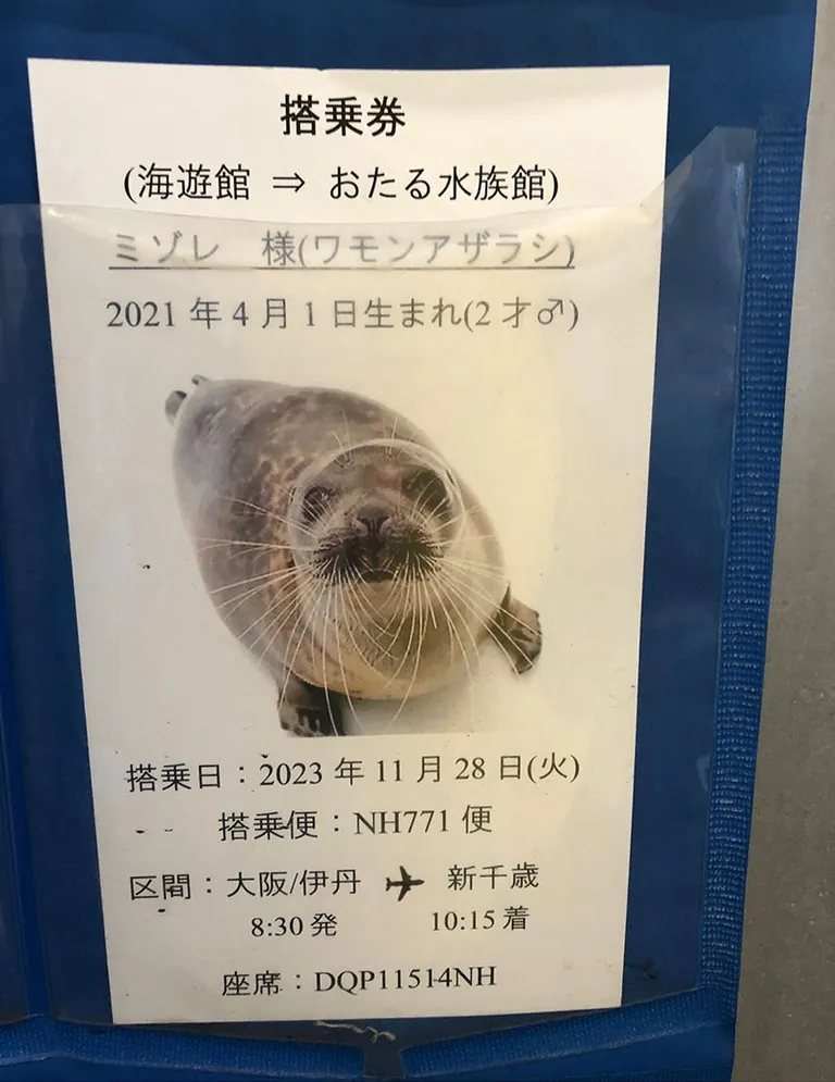 海遊館からお引越ししたアザラシのミゾレに用意された“搭乗チケット